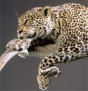 slleopard